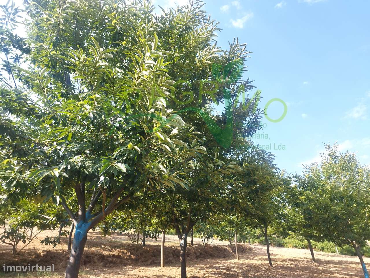 Terreno com castanheiros em Penela da Beira - Grande imagem: 5/15