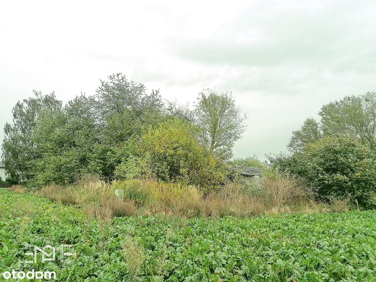Grunt inwestycyjny 4000 m2 (40 a) - Zemborzyce Dln - Pełny obrazek: 3/4