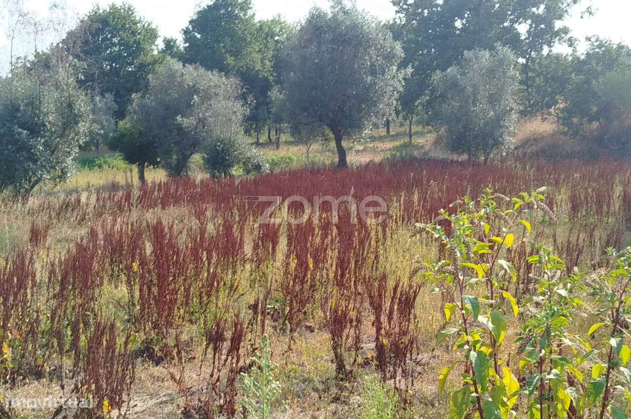 Terreno, 4 699 m², Santiago de Cassurrães e Póvoa de Cervães - Grande imagem: 2/19