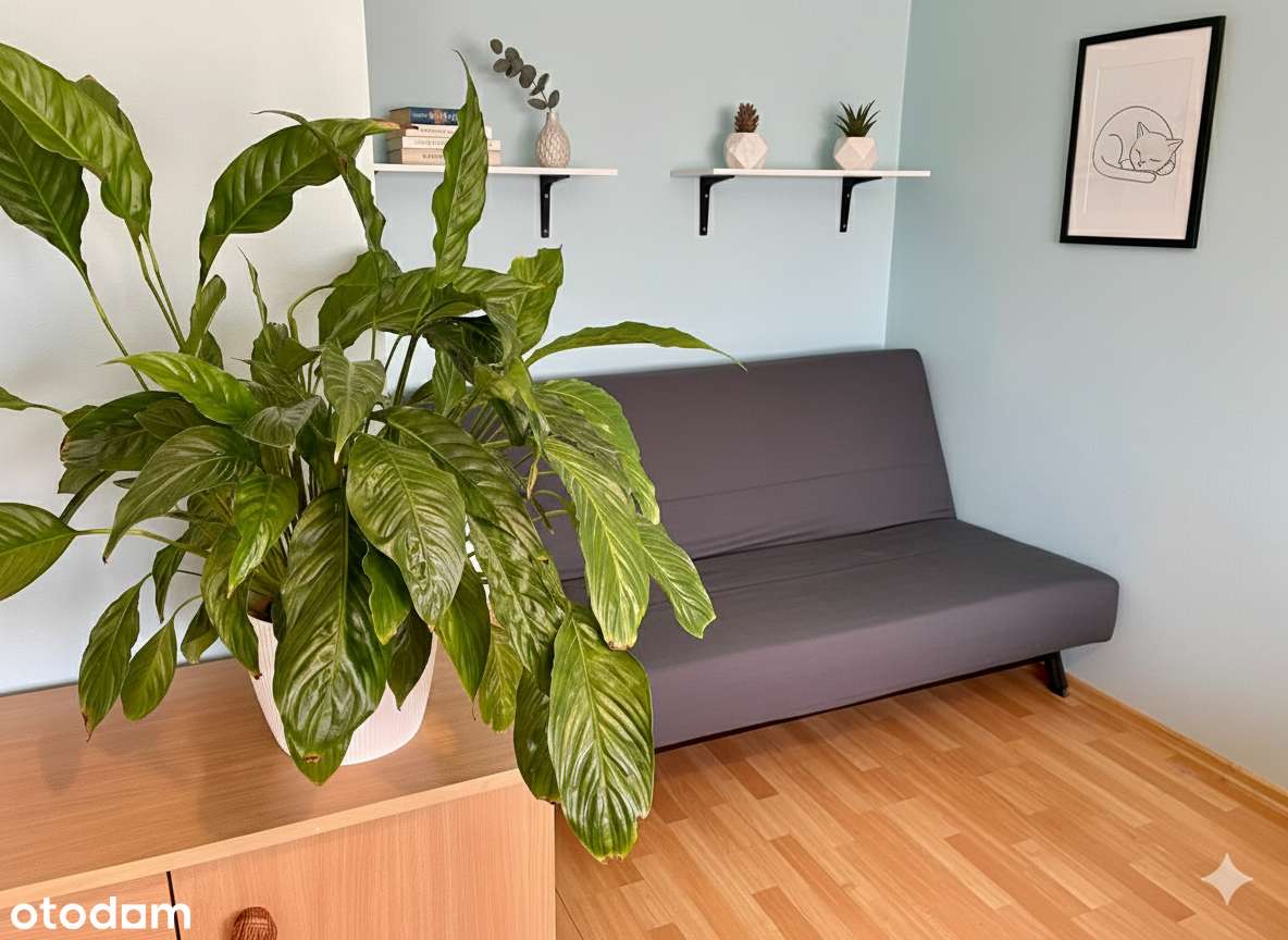 Wyjątkowa, duża kawalerka - Julianowska - zielono, sklepy, komunikacja-3