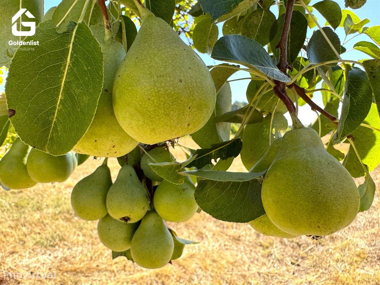 Quinta  Venda em Lardosa,Castelo Branco-30