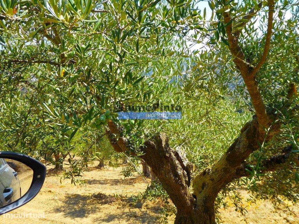 OLIVAL 3ha, 330 árvores, em produção. Portugal, Figueira de Castelo... - Grande imagem: 4/9