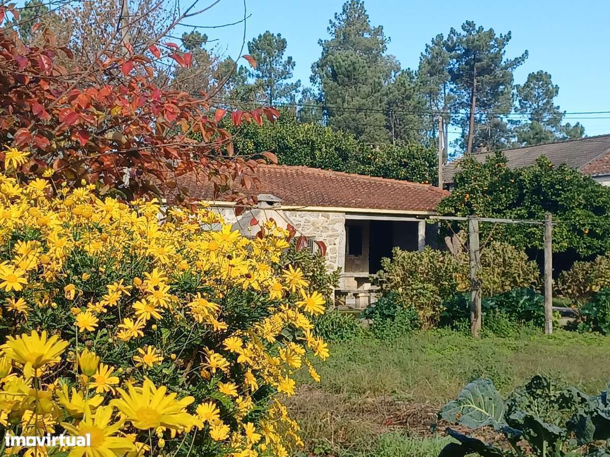 2 Casas - 2 artigos casa principal + Casinha  (Tipo T1)  em Lago - Grande imagem: 3/20