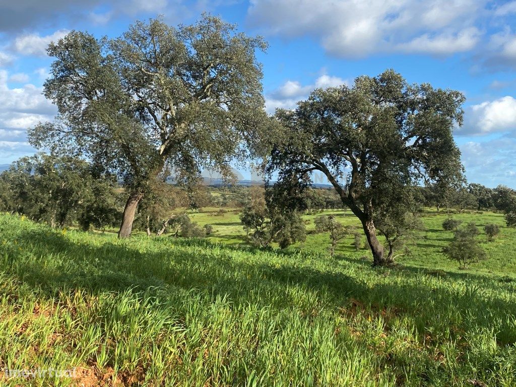 Terreno rustico com plantação de sobr...