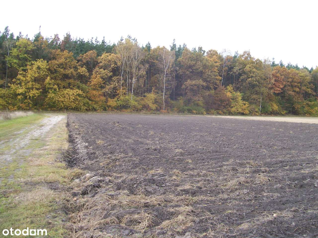 Działka budowlana na skraju lasu na sprzedaż - Pełny obrazek: 4/4