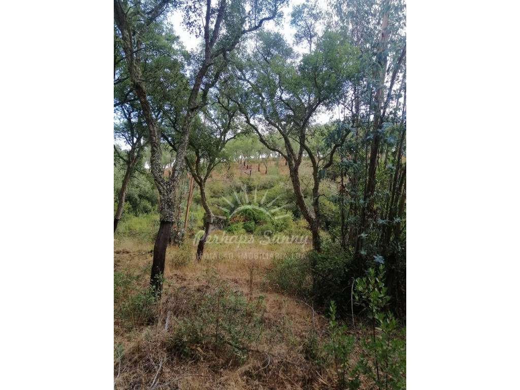 Terreno Rústico Serra de Grândola - Grande imagem: 2/12