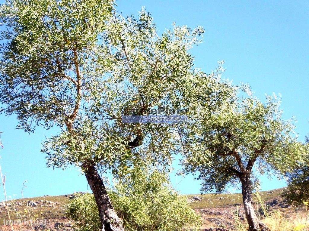 150.000m2 com Olival, em Barca DAlva. Portugal, Douro Superior, Bar... - Grande imagem: 3/9