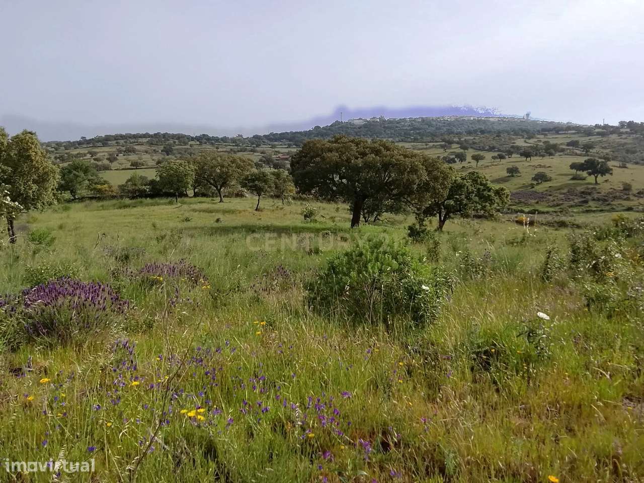 Terreno rústico 16.6ha Montalvão, Nisa-1