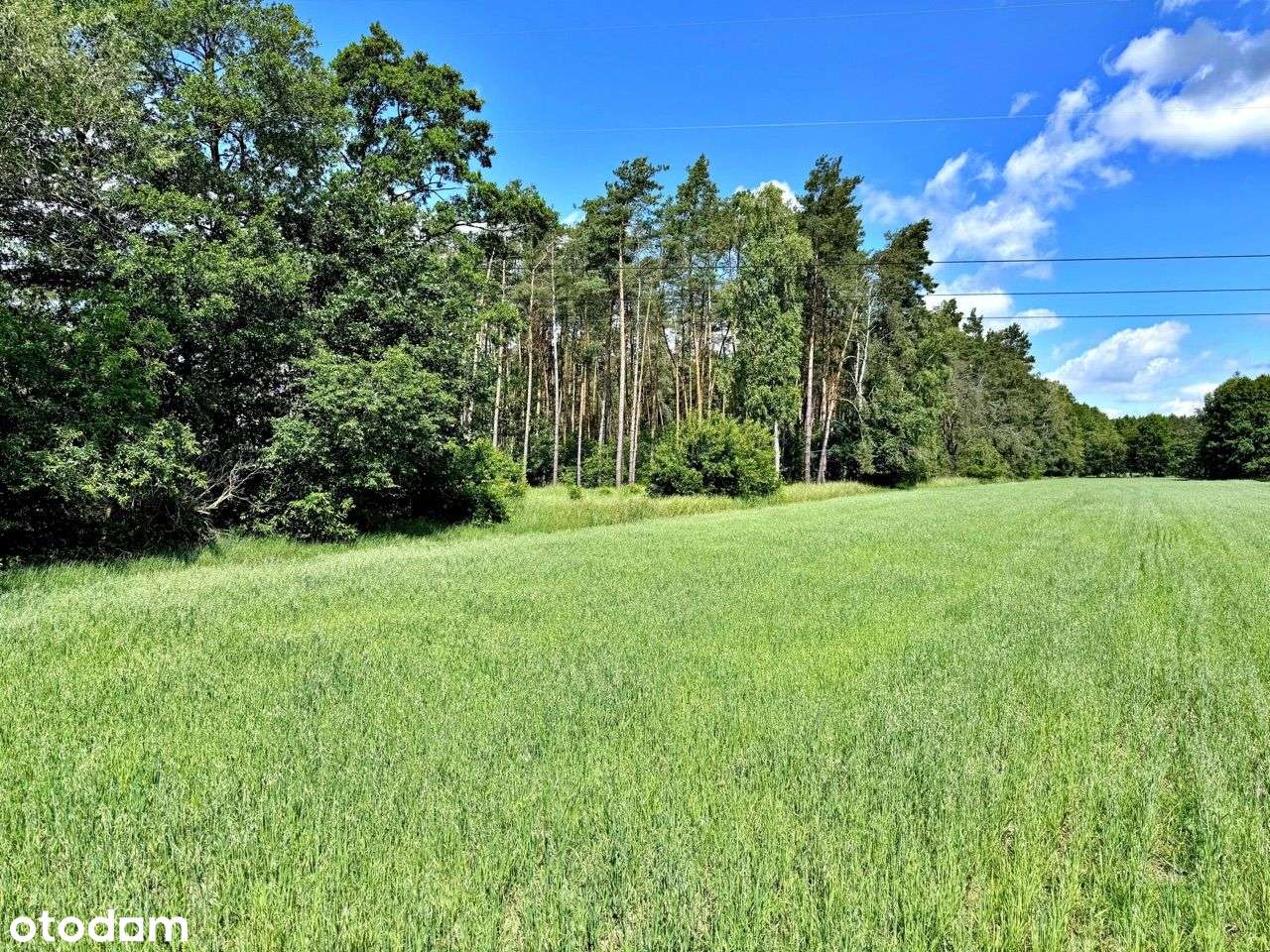 Działki Budowlane w Otulinie Łąk i Lasów | Graby - Pełny obrazek: 5/12