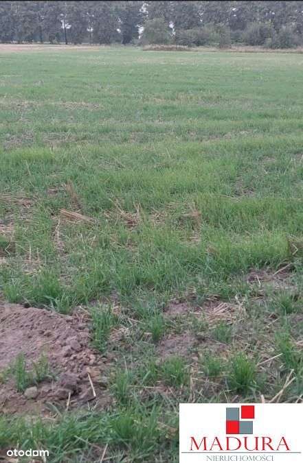 Działka w cichej I spokojnej okolicy - Pełny obrazek: 3/3