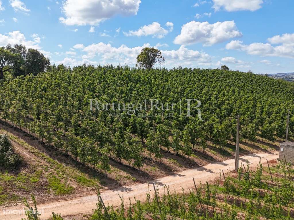 Exploração Agrícola com 37 ha e produção de Pera Rocha no Cadaval-35