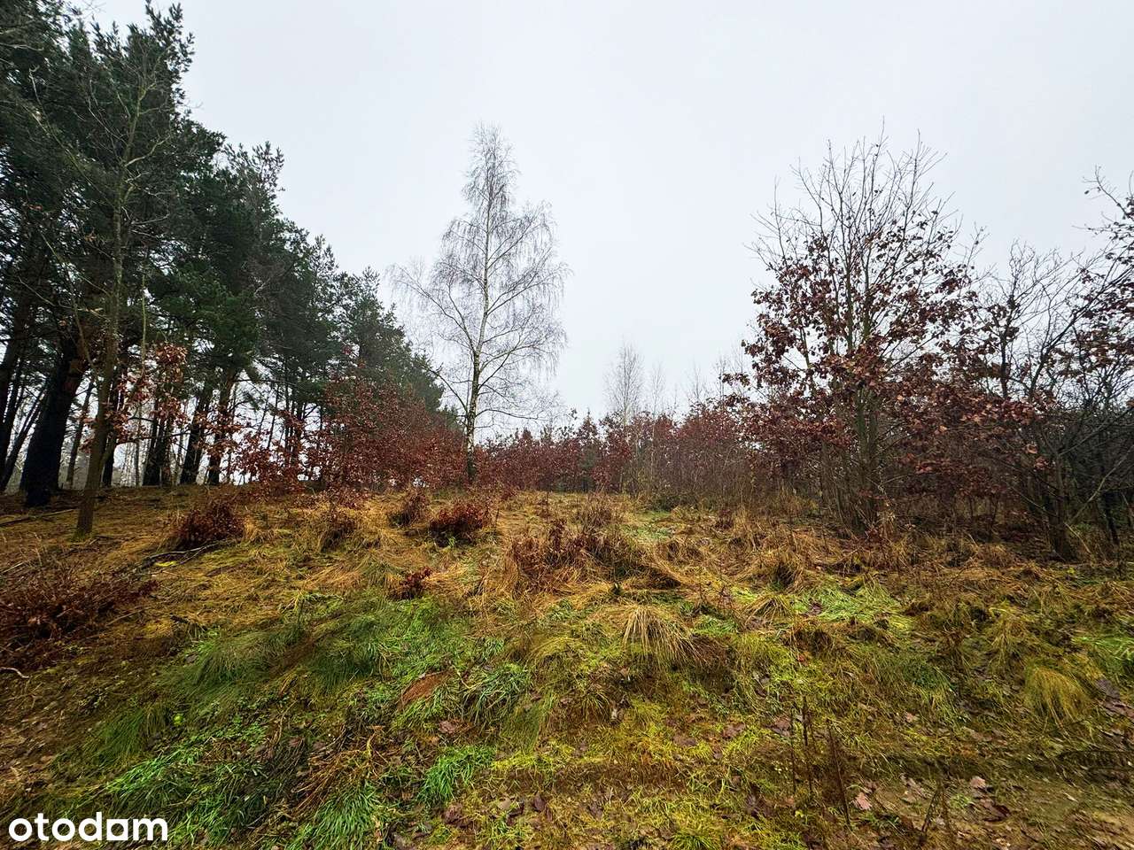 Działka w Bydgoszczy ze ścianą lasku - Pełny obrazek: 5/8