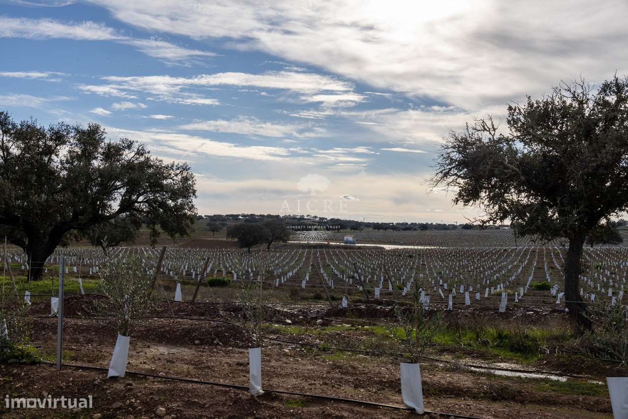 Herdade Alentejo-36