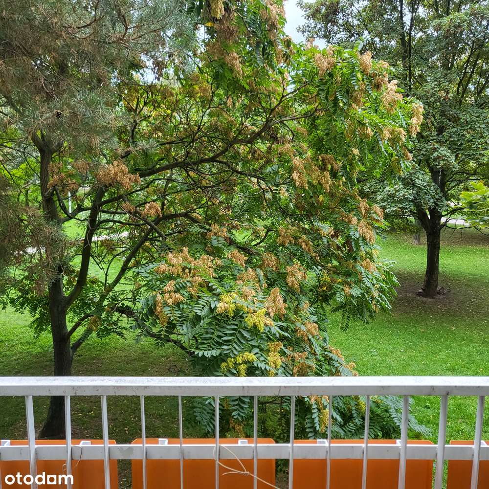 Karłowice - Polanka, I piętro, możliwe 3 pokoje-13