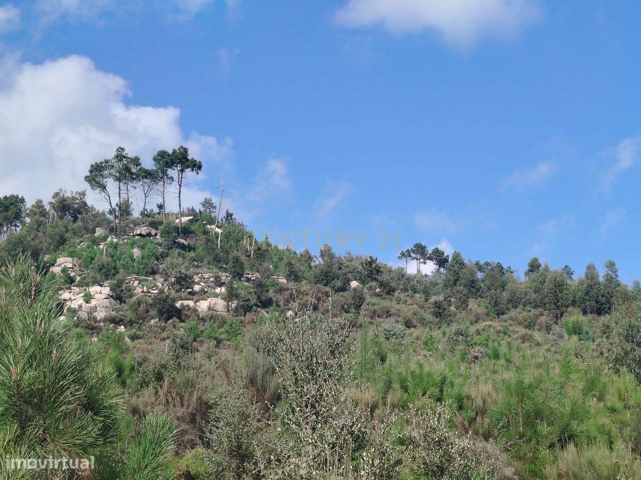 Terreno rústico, Louriçal do Campo, - Grande imagem: 4/8