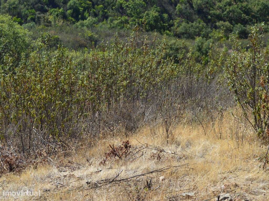 terreno Rustico, Loulé Algarve - Grande imagem: 3/18