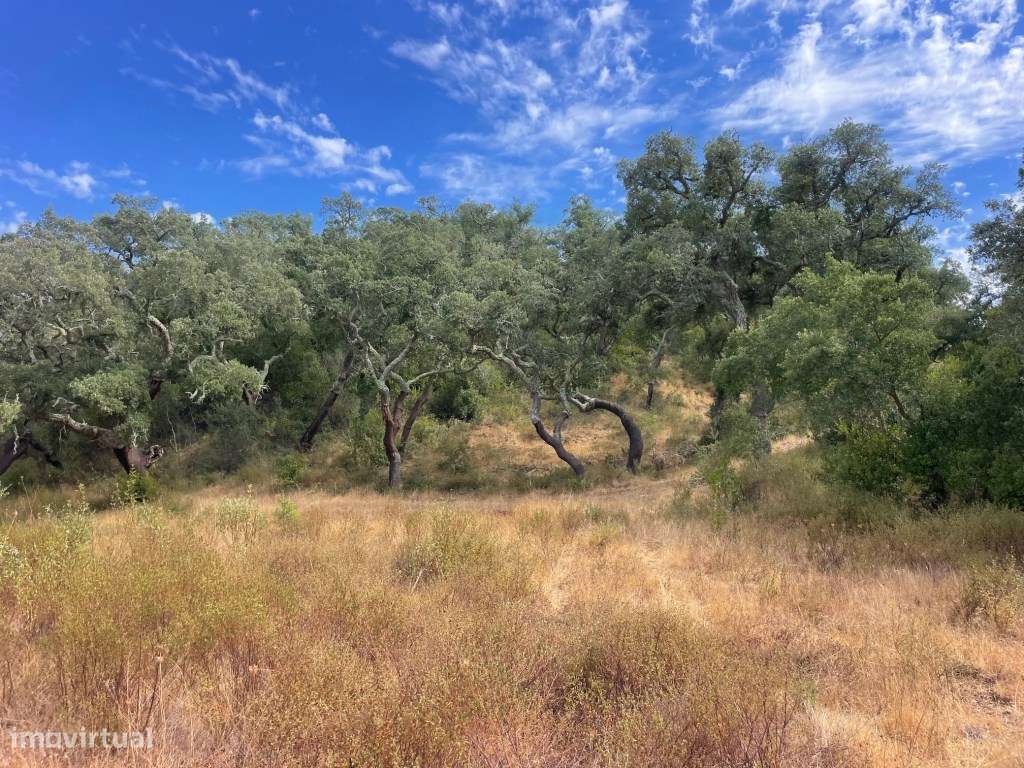 HERDADE COM 100 HECTARES E BASTANTE ARBORIZAÇÃO-4