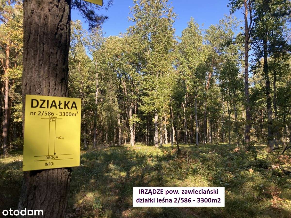 Działka leśna (las dębowy 100-letni) 3300m2 tylko 12.900 zł - Pełny obrazek: 2/20