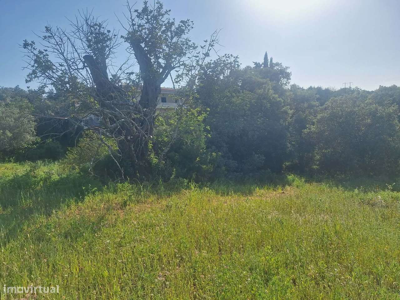 Terreno nos arredores de São Brás de Alportel-12