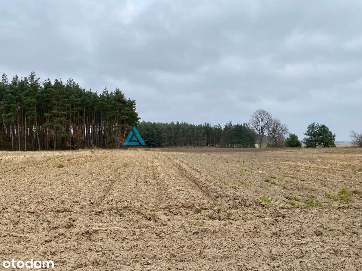 Duża Działka Budowlana W Górze/Gm. Stara Kiszewa - Pełny obrazek: 4/4