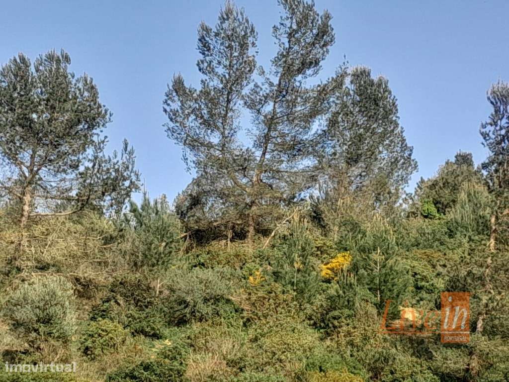 Terreno rústico 10.000m2 em Ribafria - Grande imagem: 4/4