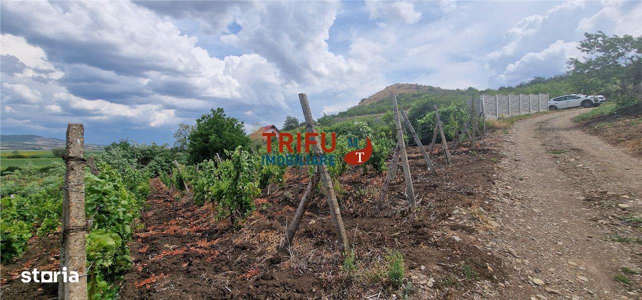 Teren extravilan 1400 mp de vânzare în Șard – deschidere la două străz - Imagine principală: 3/8