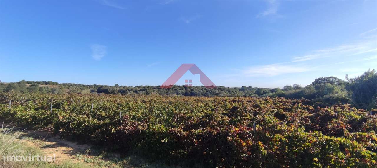 Terreno  Venda em Cartaxo e Vale da Pinta,Cartaxo - Grande imagem: 5/23