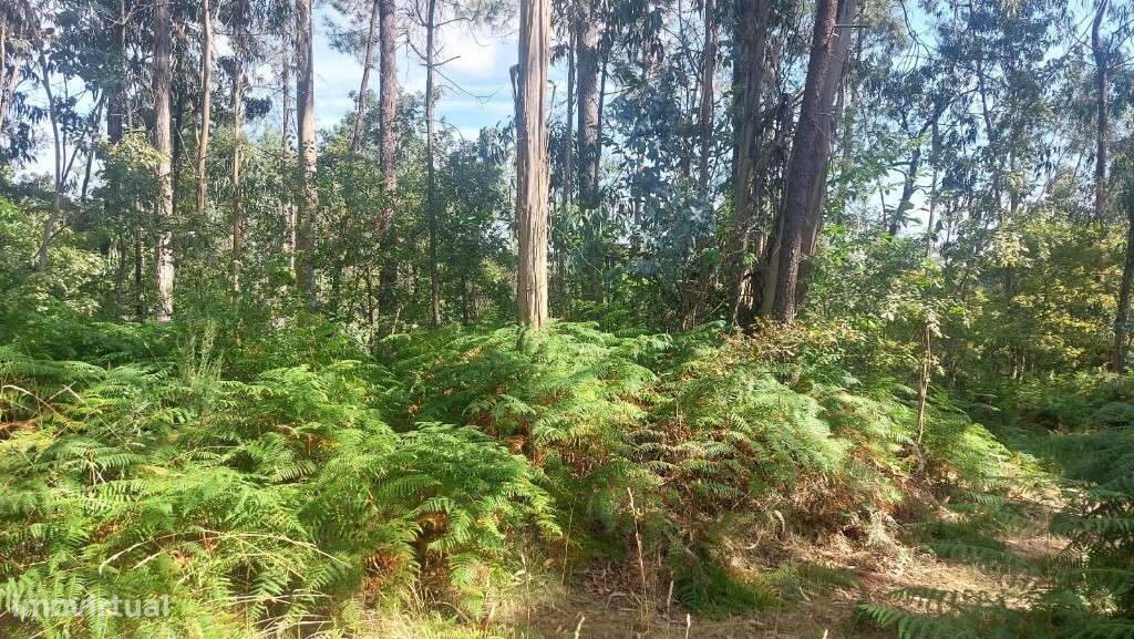 Bouça - Paredes Secas - Grande imagem: 2/5