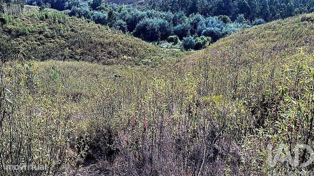 Terreno Agrícola em Mação, Penhascoso e Aboboreira - Grande imagem: 5/6