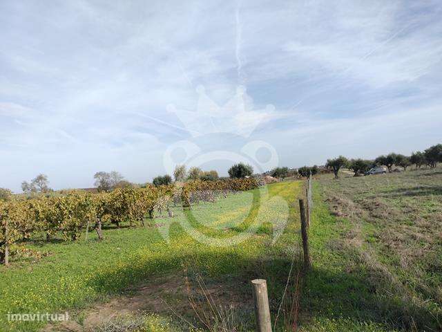 Terreno com vinha inserido dentro do regadio de Reguengos - Grande imagem: 5/12