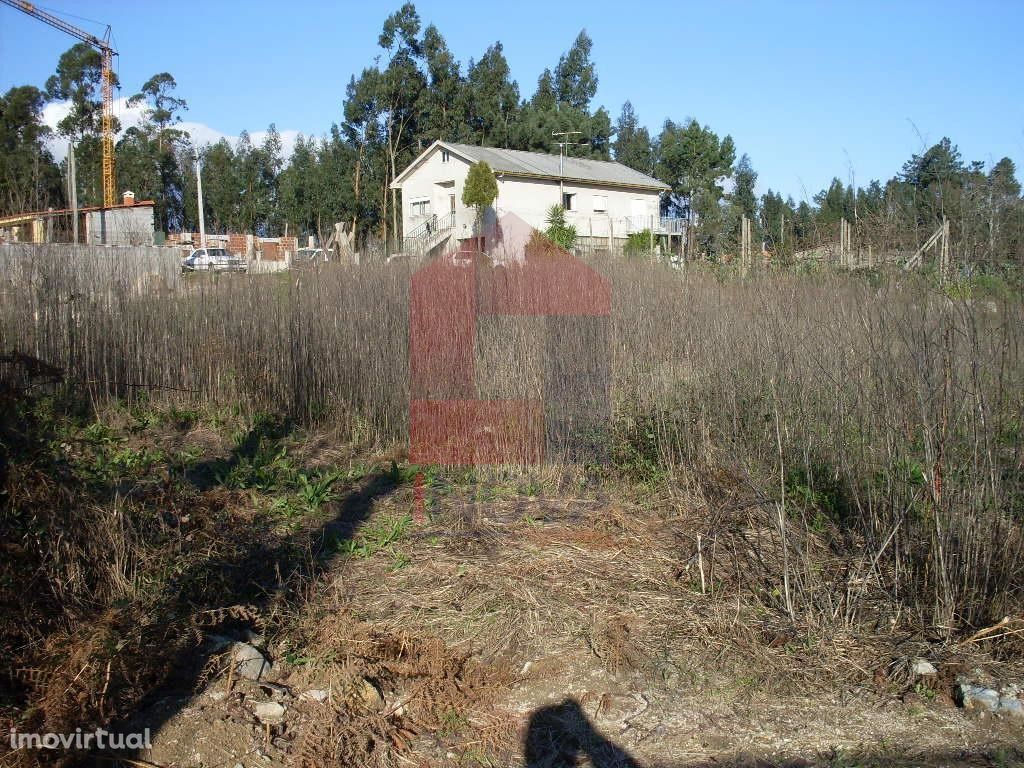 Terreno, Barbudo