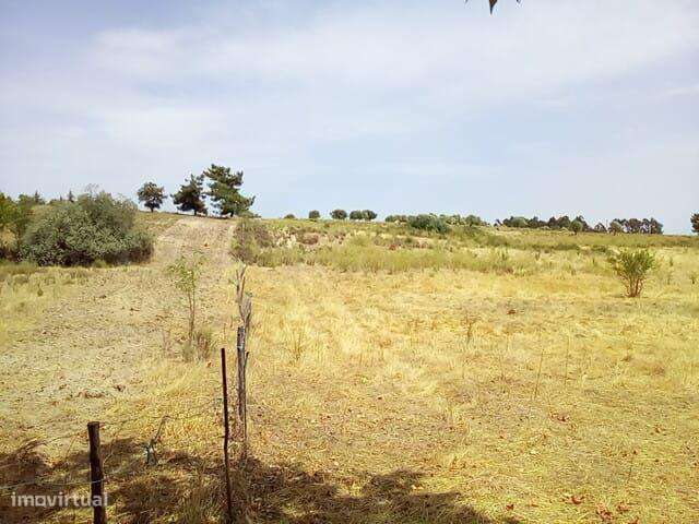 Terreno rústico com 18 ha, Lardosa - Grande imagem: 3/10