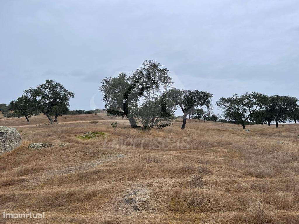 Herdade de 6,5 hectares, com 431 m² urbanos em Pavia, concelho de Mora - Grande imagem: 1/25