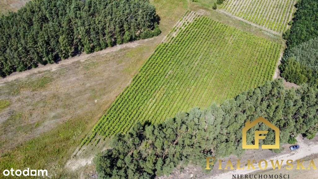 Działka rolna z istniejącą winnicą - Łaz-8