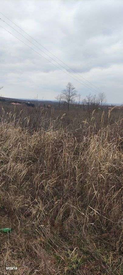 Teren intravilan parcelabil Viile Satu Mare - Imagine principală: 2/7