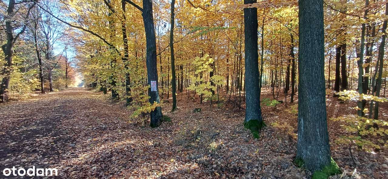 DOM parterowy blisko LASu działka 2000m2 25km od Katowic-5