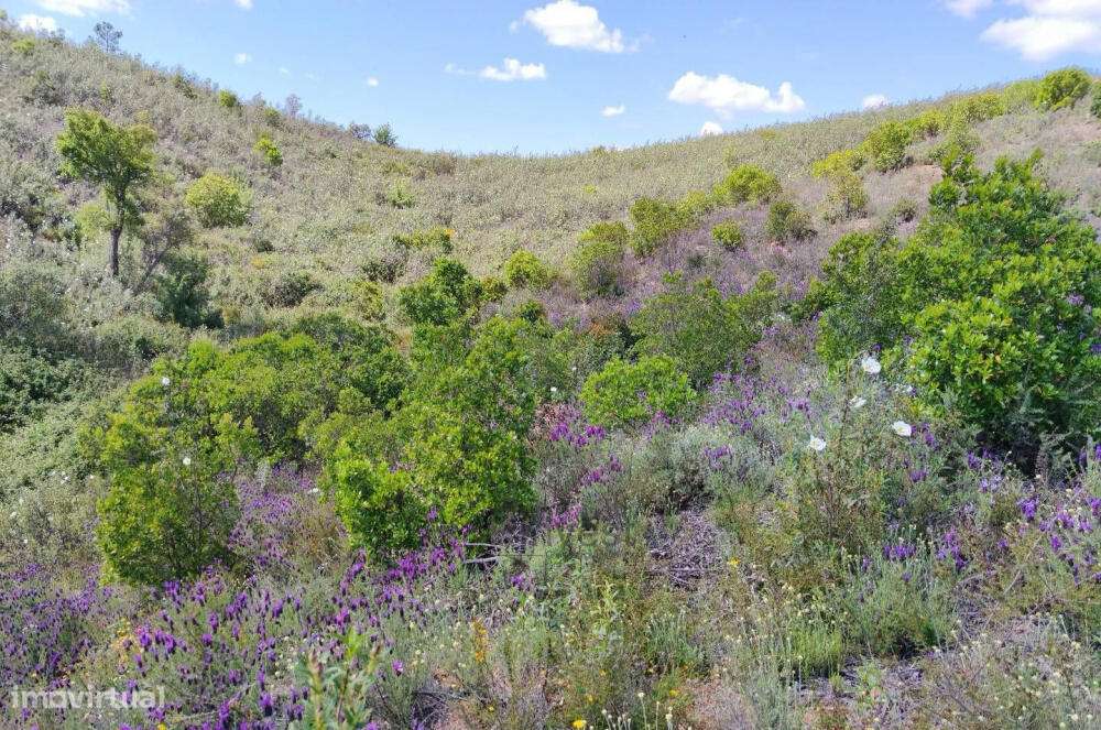 Terreno Rústico - Nave Redonda, Sabóia - Grande imagem: 4/7