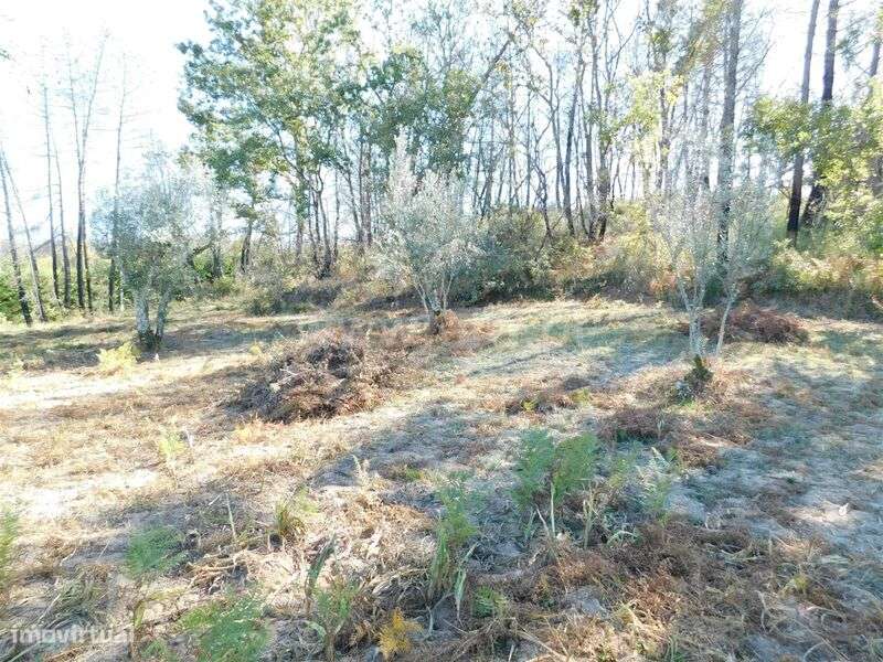 Terreno / Seia, Várzea de Meruge - Grande imagem: 5/10