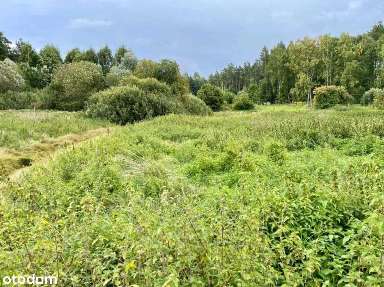 Wyjątkowa Działka 4 123 m² Blisko Lasu i Jeziora - Pełny obrazek: 4/8