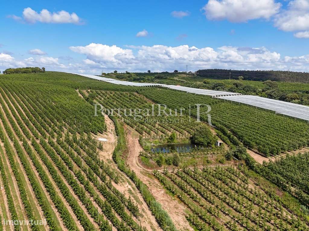 Exploração Agrícola com 37 ha e produção de Pera Rocha no Cadaval-30