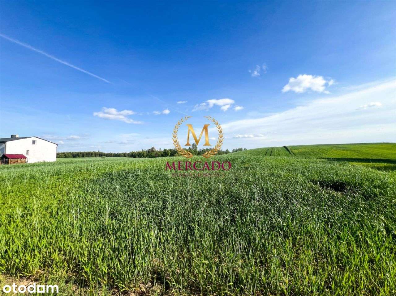 Dom na dużej działce 1,4 ha – Komorowo k. Izbicy K - Pełny obrazek: 5/20