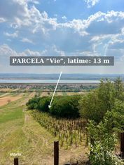 Pivnita cu parcela de vie - de vanzare, Uileacu de Cris, Bihor - Imagine principală: 3/11