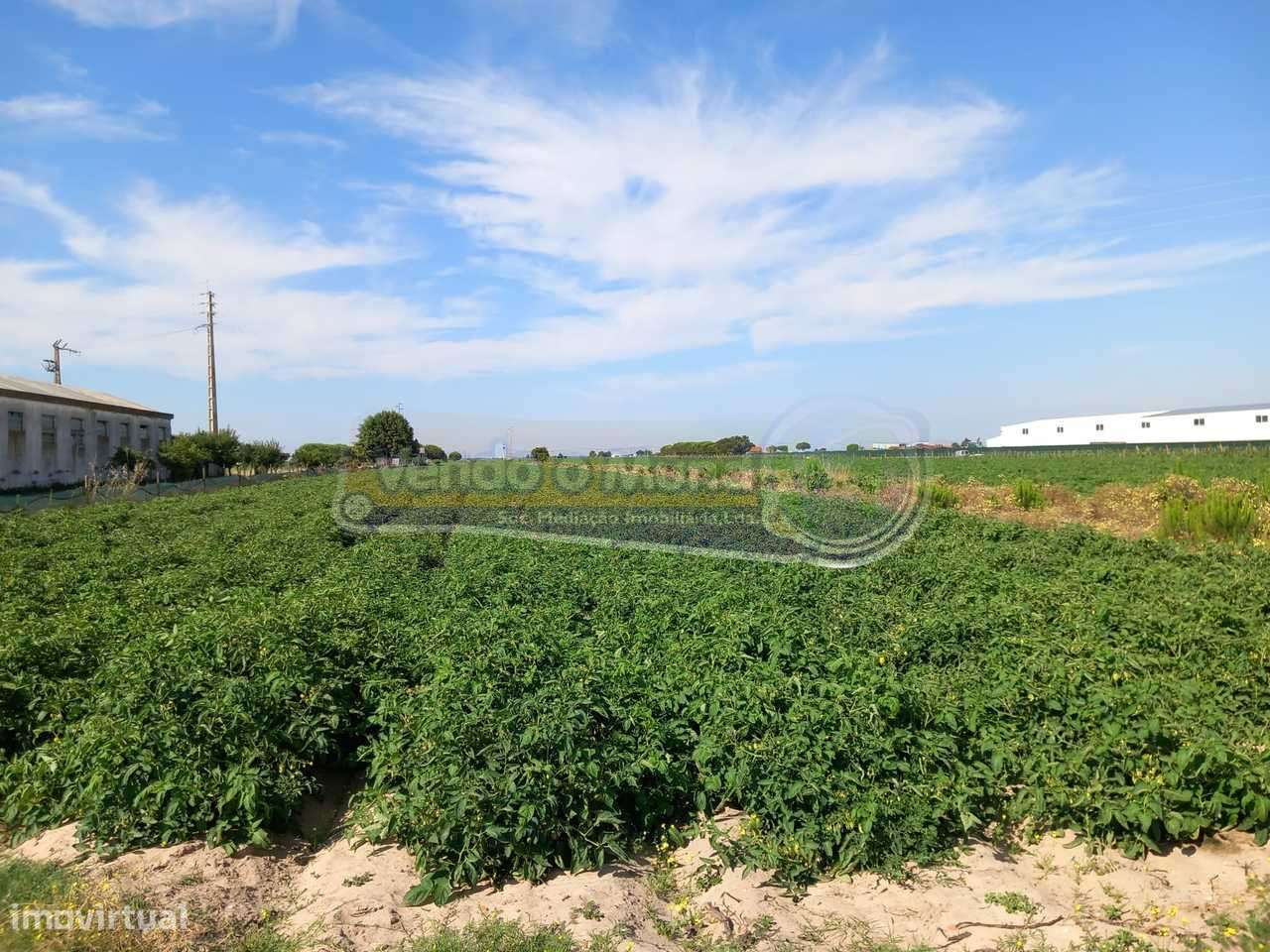 Terreno em Benfica do Ribatejo (BR028) - Grande imagem: 2/3