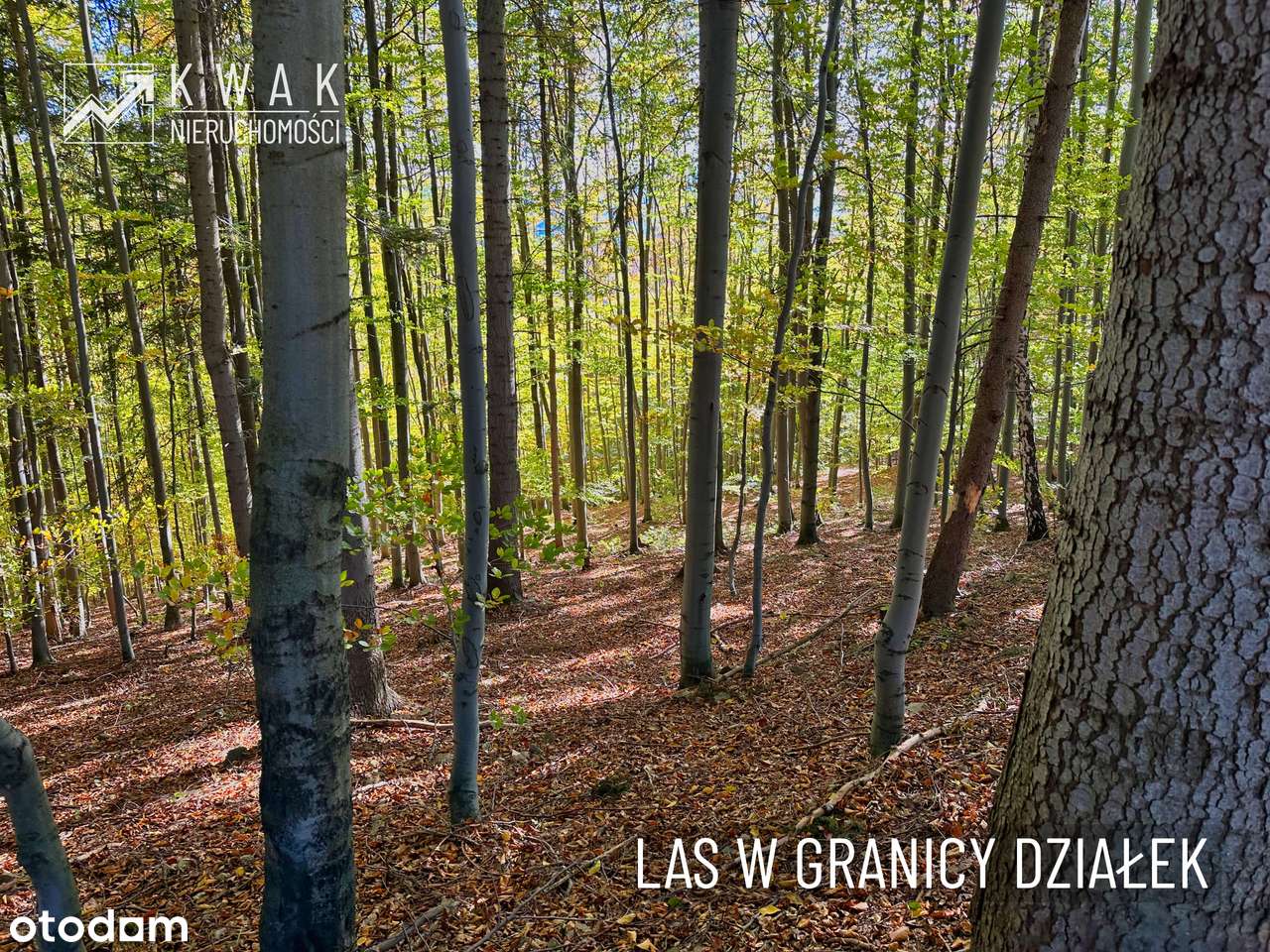 Działka pod Twój dom w górach Jeleśnia Janiki-16