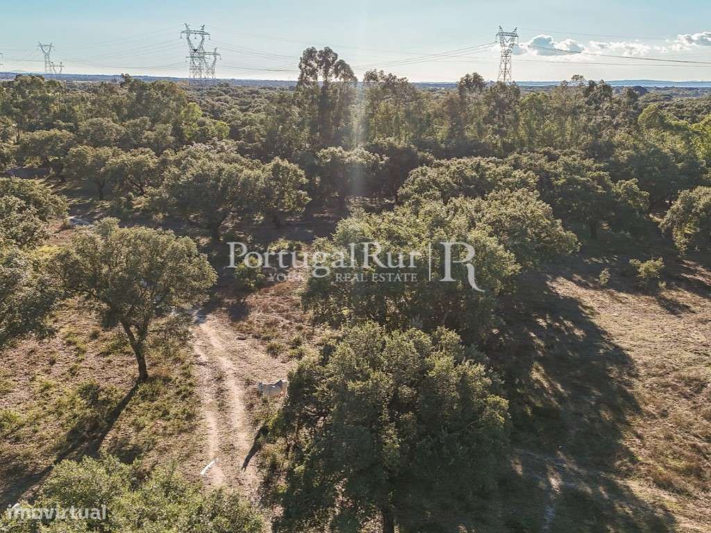 Herdade de 60 hectares para criação bovina e equina perto de Lisboa-33