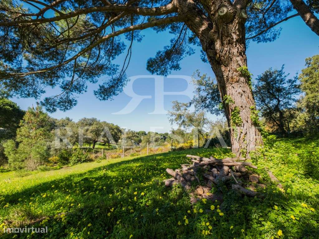 COUNTRY COTTAGE | Sesimbra-47