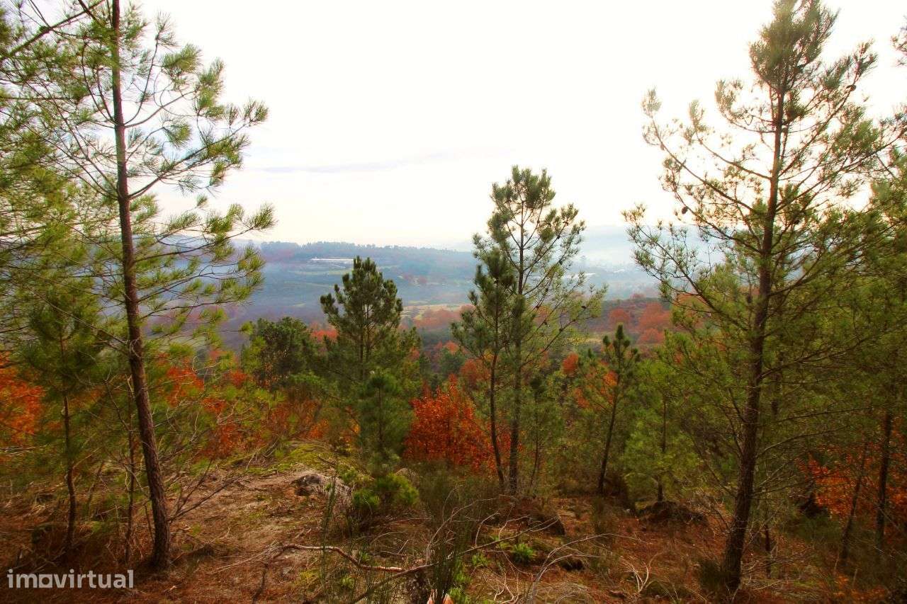 Excelente Propriedade com 5,18 Hectares - Grande imagem: 4/20