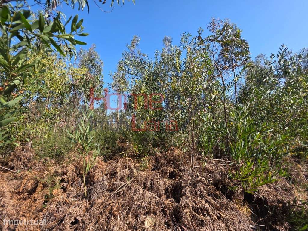 Terreno na zona industrial de Albergaria-a-Velha-13