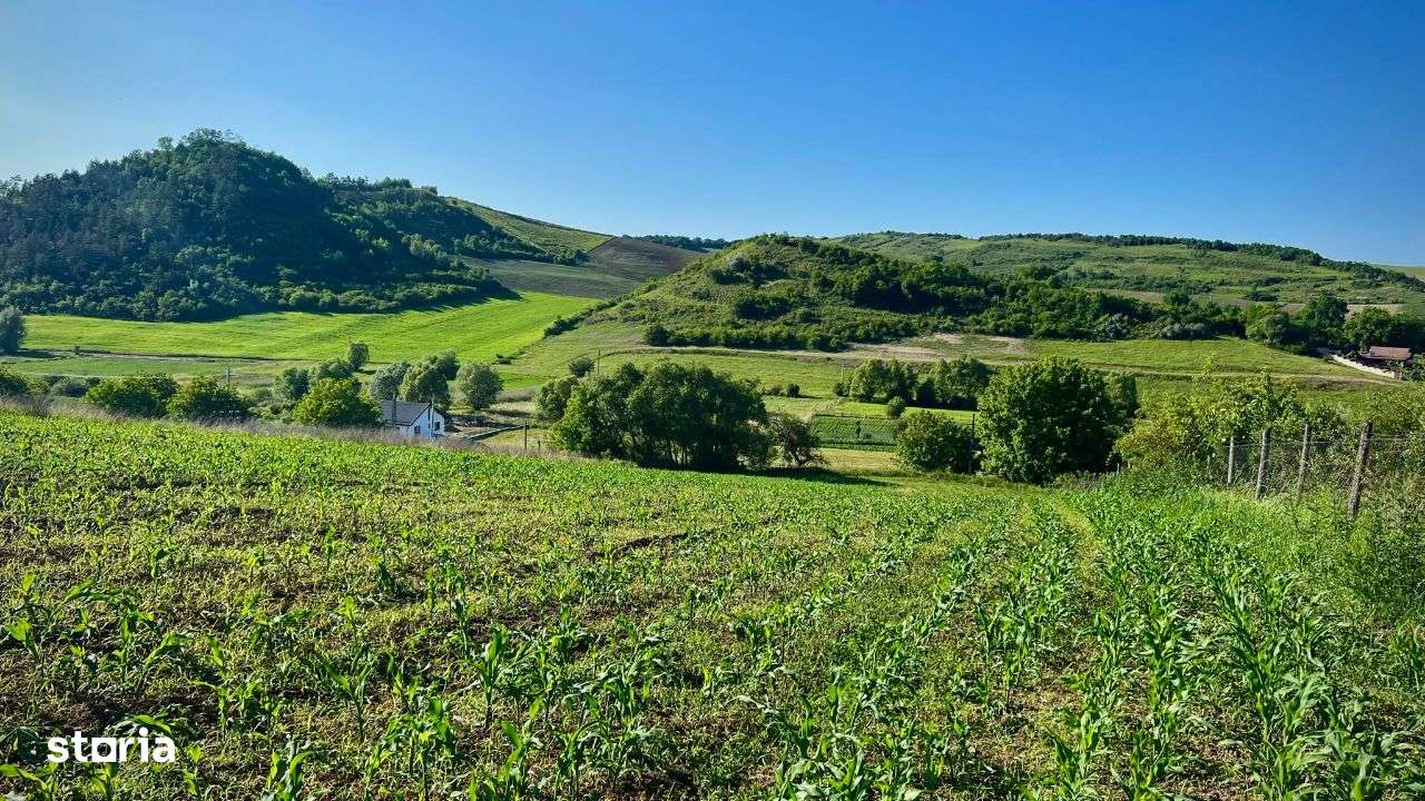 Vand teren intravilan in Sanisor cu suprafata de 4946 mp - Imagine principală: 2/6