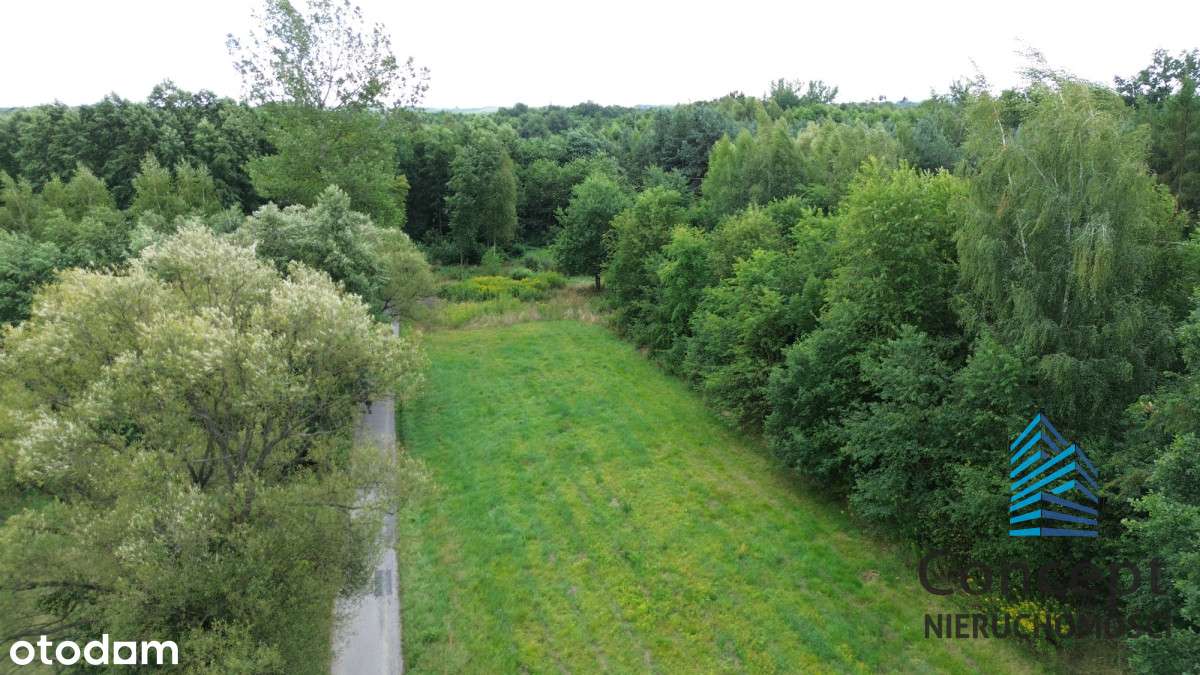 Działka Budowlana | 13a | Bucze | WZ | Nowa Cena - Pełny obrazek: 5/11